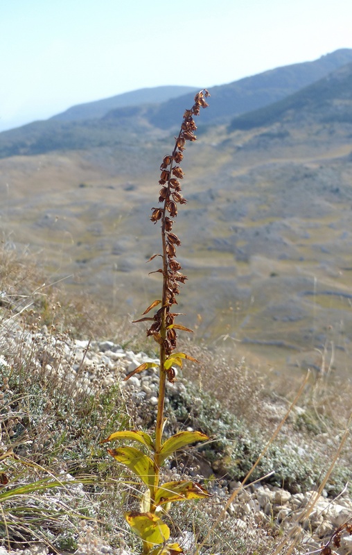 Epipactis da classificare: Campo Imperatore (AQ) luglio 2023.